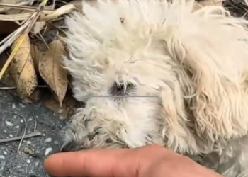 T2001031,A mother dog and her puppies lay helpless together… struggling to survive 💔 #dogrescue #animalfamily