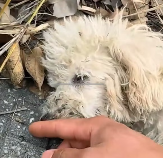 T2001031,A mother dog and her puppies lay helpless together… struggling to survive 💔 #dogrescue #animalfamily