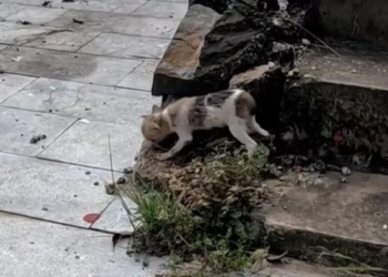 T2001032,Skinny and weak, this little dog wandered the street… barely holding on 😢 #dogrescue #animalhope