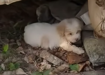 T2001033,Their cries echoed through the park… stray kittens calling for a mother who never came 💔 #catrescue #animalstory