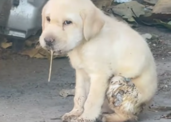 T2001034,Once abandoned and broken… look at how rescue changed his life 💔 #dogrescue #animaltransformation