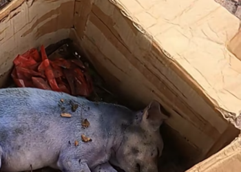 T2001027,Thrown away like trash, this tiny dog had nowhere to go… until someone noticed 💔 #puppyrescue #animalhope