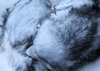 T2001035,Sleeping in the snow, this dog’s body was freezing… time was critical 😢 #dogrescue #winterrescue