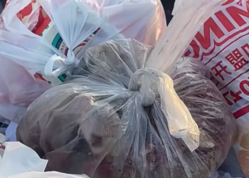 T2001037,Eight tiny puppies were found in a trash can… discarded like they never mattered 😢 #puppyrescue #animalrescue