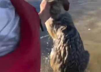 T2001039,Drowning and fighting to breathe… this wild soul was moments from death 😢 #wildliferescue #animalhope