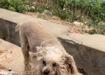 T2001040,Choosing love is never easy… but saving a life is always worth it 💔 #animalrescue #choosekindness