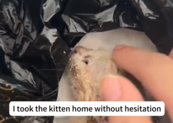 T2601002,Left behind with no mother and no shelter these tiny kittens were fighting the cold and hunger 😢 #kittenrescue #animalhope