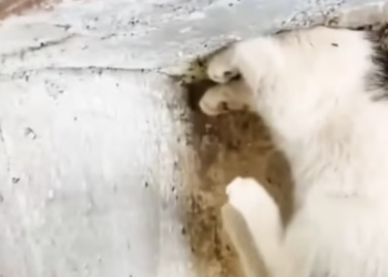 T2601003,Weak hungry and forgotten these stray cats were waiting for someone to care 💔 #animalrescue #catstory