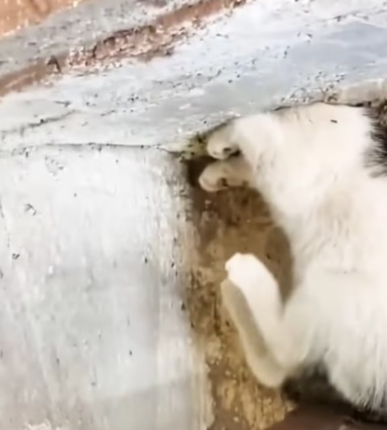 T2601003,Weak hungry and forgotten these stray cats were waiting for someone to care 💔 #animalrescue #catstory