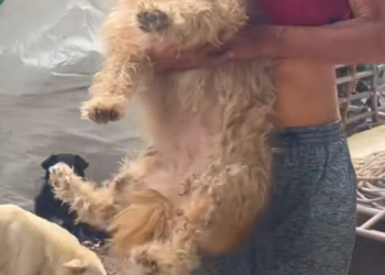 T2601004,Found living in a rubbish dump she still searched for safety and a place to belong 😢 #animalrescue #compassion