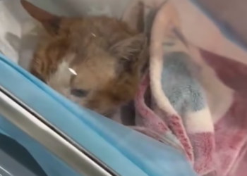 T2601005,Rescued just in time this cat life could have ended very differently 💔 #catrescue #animalhope