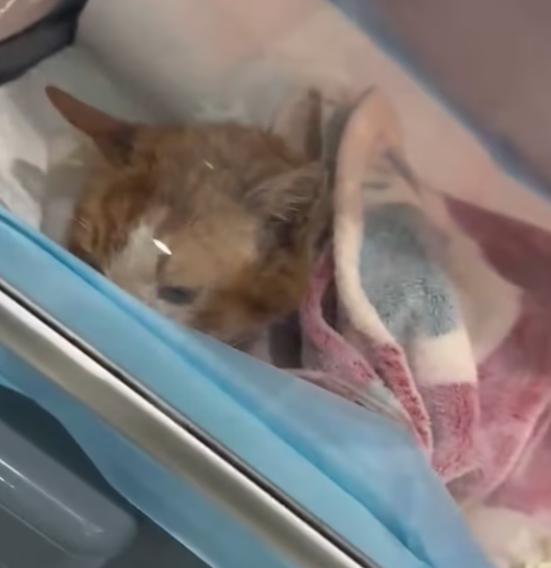 T2601005,Rescued just in time this cat life could have ended very differently 💔 #catrescue #animalhope