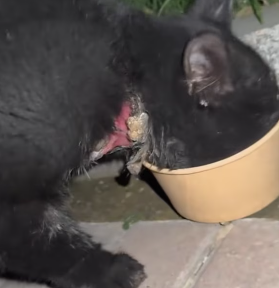 T2601006,Once hiding in fear this rescued cat slowly learned what kindness feels like 😢 #animalrescue #catstory