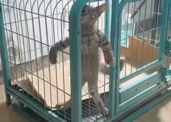 T2601008,Respect for animals starts with choosing not to look away from their suffering 😢 #animalrescue #kindness