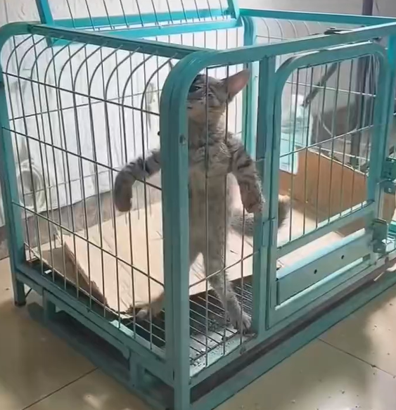 T2601008,Respect for animals starts with choosing not to look away from their suffering 😢 #animalrescue #kindness