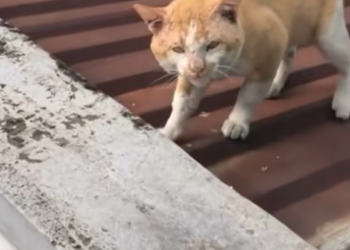 T2601009,A simple act of feeding turned into a rescue story no one expected 💔 #catrescue #animalstory