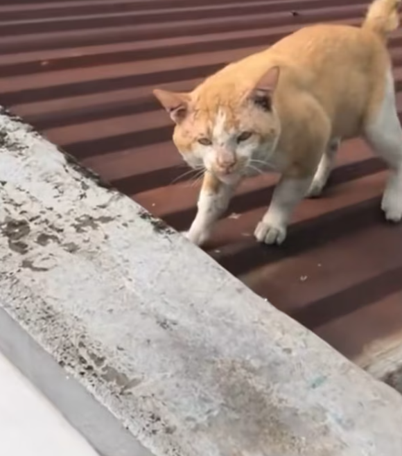 T2601009,A simple act of feeding turned into a rescue story no one expected 💔 #catrescue #animalstory