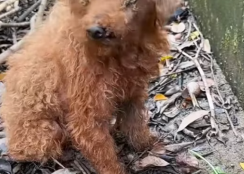 T2601010,Blind and helpless this puppy relied completely on human kindness to survive 😢 #dogrescue #animalhope
