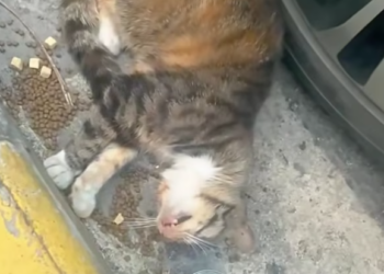 T2601011,Unable to see the world this blind cat still trusted strangers for help 💔 #catrescue #compassion