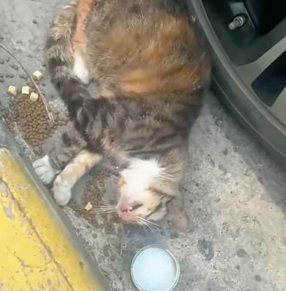 T2601011,Unable to see the world this blind cat still trusted strangers for help 💔 #catrescue #compassion