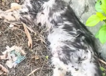 T2601012,Too weak to stand alone this poor dog needed help before it was too late 😢 #dogrescue #animalrescue