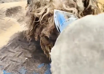 T2601013,This puppy did not ask for much only a chance to live and be loved 💔 #puppyrescue #hope