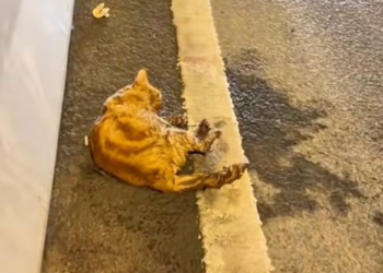 T2601014,Hungry scared and alone this cat eyes told a story of pain 💔 #catrescue #animalstory