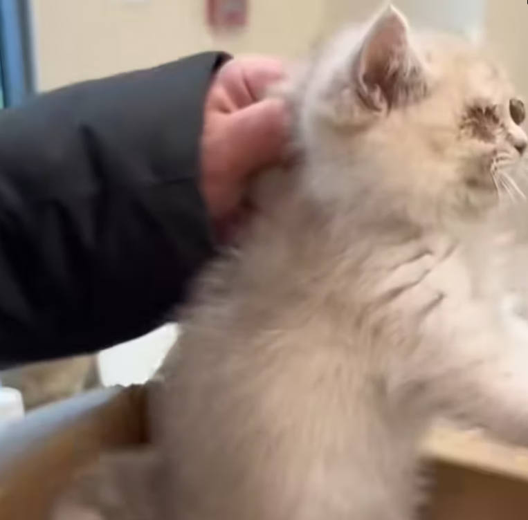 T2601015,Love is blind but kindness sees everything 💔 #animalrescue #choosekindness