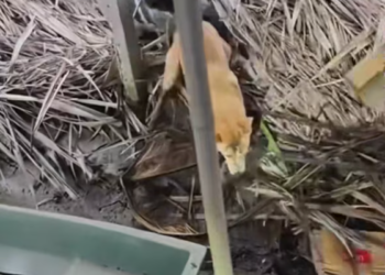 T2601016,Surrounded by danger this baby otter survived only because someone stepped in 😢 #wildliferescue #animalrescue