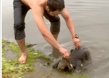 T2601017,Drowning and exhausted this koala life hung by seconds 💔 #wildliferescue #animalstory