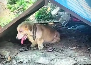 T2601018,Part of a painful journey this dog needed help more than words could say 😢 #dogrescue #animalhope