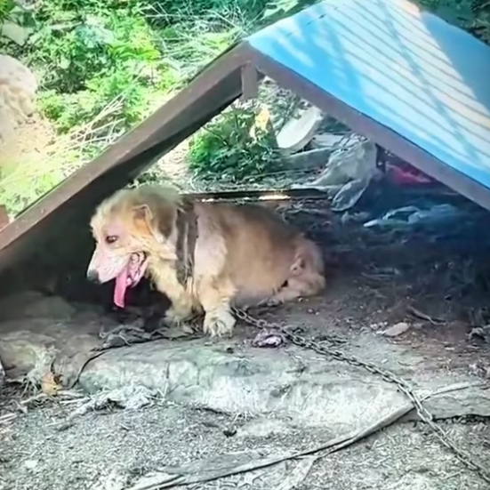 T2601018,Part of a painful journey this dog needed help more than words could say 😢 #dogrescue #animalhope