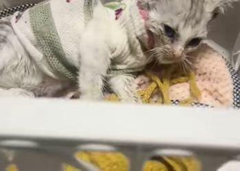 T2601019,Part of a rescue that saved a fragile kitten from fear and hunger 💔 #kittenrescue #animalrescue