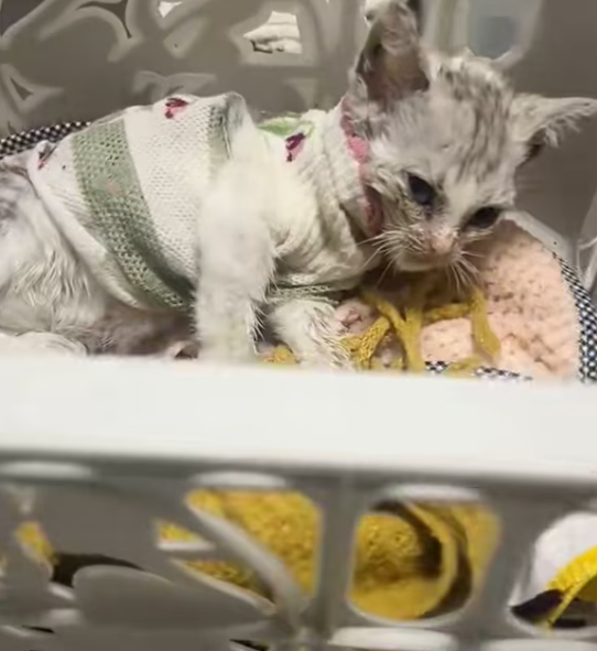 T2601019,Part of a rescue that saved a fragile kitten from fear and hunger 💔 #kittenrescue #animalrescue