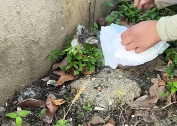 T2601020,Respecting animals means protecting them when they cannot protect themselves 😢 #animalrescue #compassion