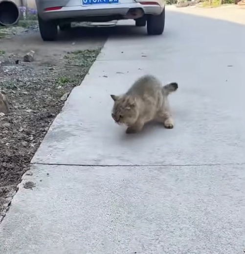 T2601021,Every rescued pet reminds us that kindness still exists 💔 #animalrescue #hope