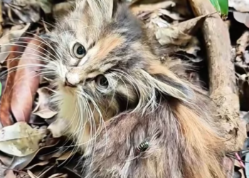 T2601022,Animals do not ask for much just safety warmth and care 😢 #animalrescue #saveanimals