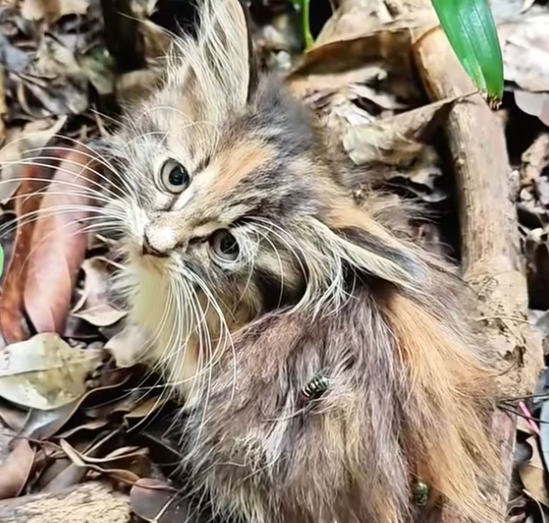 T2601022,Animals do not ask for much just safety warmth and care 😢 #animalrescue #saveanimals