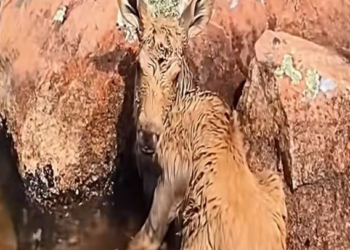 T0501028 Pain slowed him down, but didn’t stop his will.