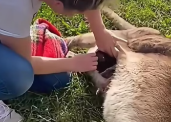 T2601024,A baby kangaroo rescued after losing its mother now facing the world alone 😢 #wildliferescue #hope