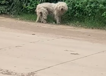 T2601025,Rescuing this poor dog meant choosing compassion over indifference 💔 #dogrescue #animalrescue