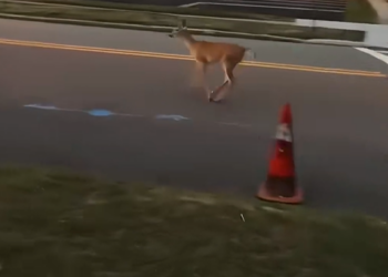 T2601027,No name no story recorded but this life still mattered 💔 #animalrescue #forgotten