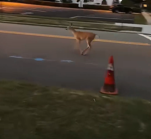 T2601027,No name no story recorded but this life still mattered 💔 #animalrescue #forgotten