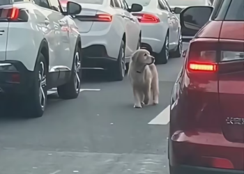 T2601028,Just numbers to many but a living soul that once needed help 😢 #animalrescue #compassion