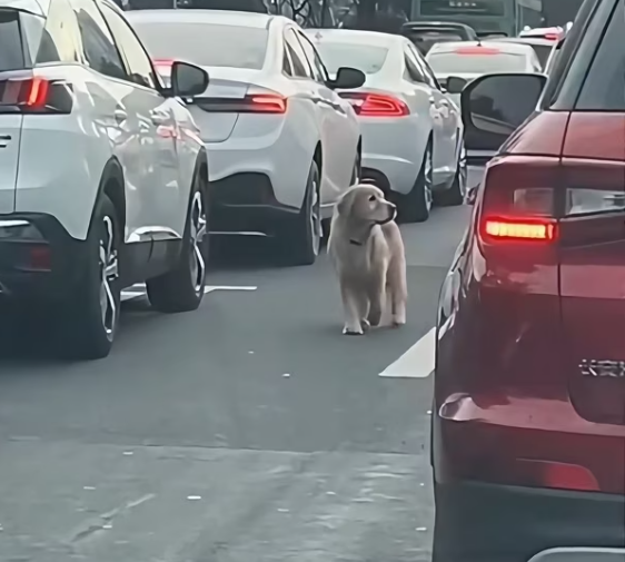 T2601028,Just numbers to many but a living soul that once needed help 😢 #animalrescue #compassion