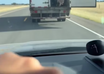 T2601029,Unseen and unheard yet still deserving of care 💔 #animalrescue #hope