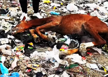 T2601031,No caption could explain the fear this animal endured 😢 #animalrescue #compassion