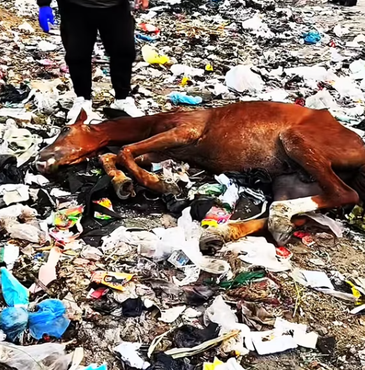 T2601031,No caption could explain the fear this animal endured 😢 #animalrescue #compassion