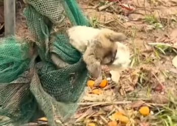 T2601032,This story was never told but the suffering was real 💔 #animalrescue #saveanimals