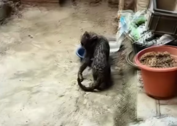 T2601033,Unknown to the world but not without value 💔 #animalrescue #hope